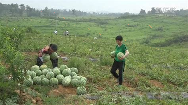 江西油茶苗木行业