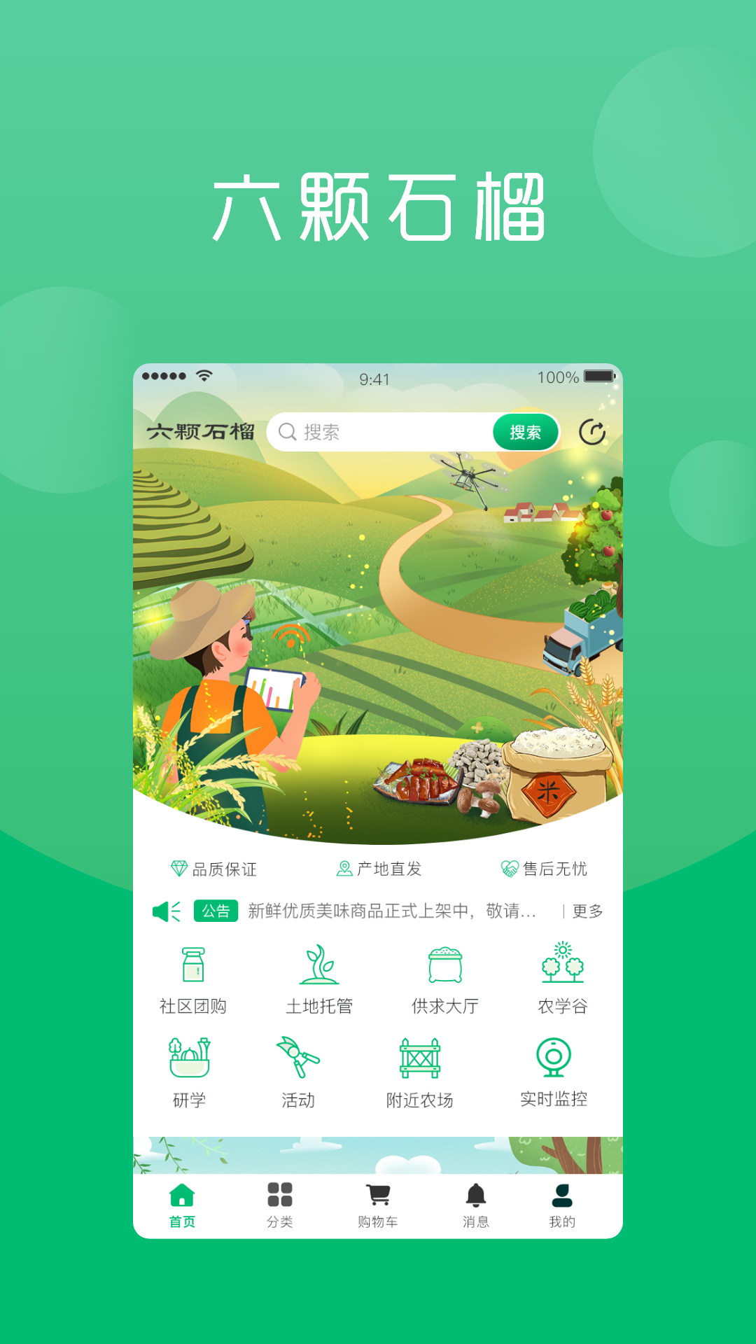 六棵石榴