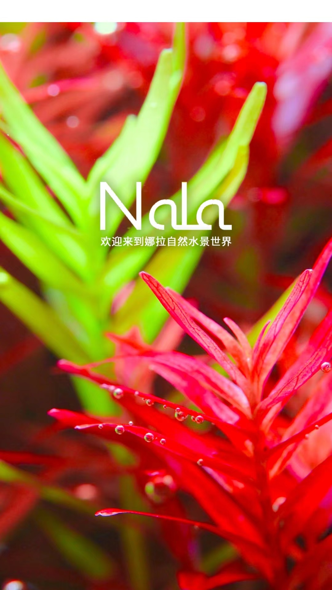 娜拉