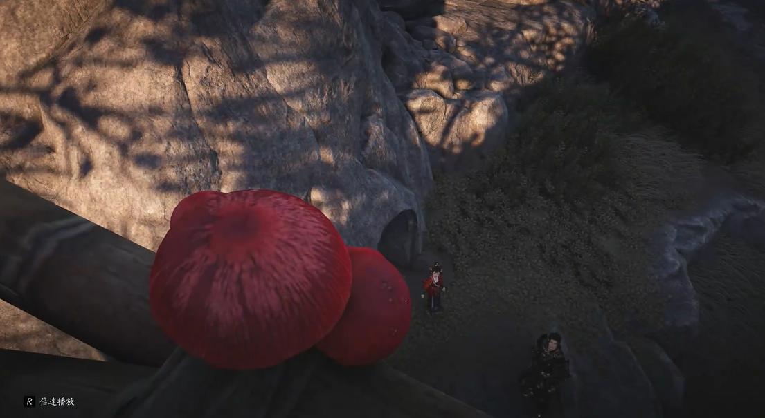 燕云十六声茯苓菌菇在哪